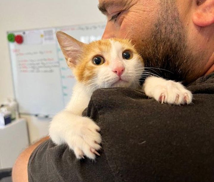 stray kitten hugs shoulders